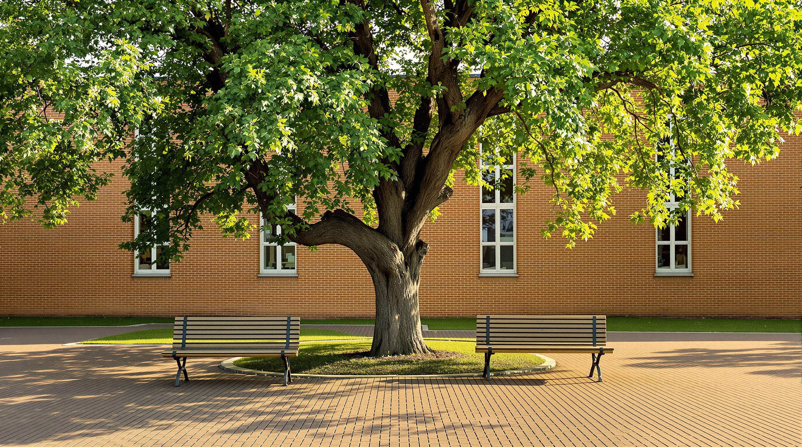 A quiet school courtyard with an oak tree shading two empty wooden benches in warm late-afternoon light